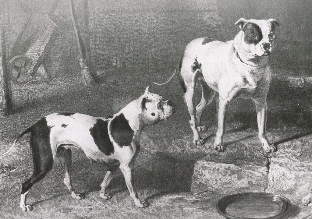 2 RODUN TAUSTA Amstaffin muinaiset esi-isät ovat mastiffityyppisiä koiria, joita löytyy monien rotujen taustalta.