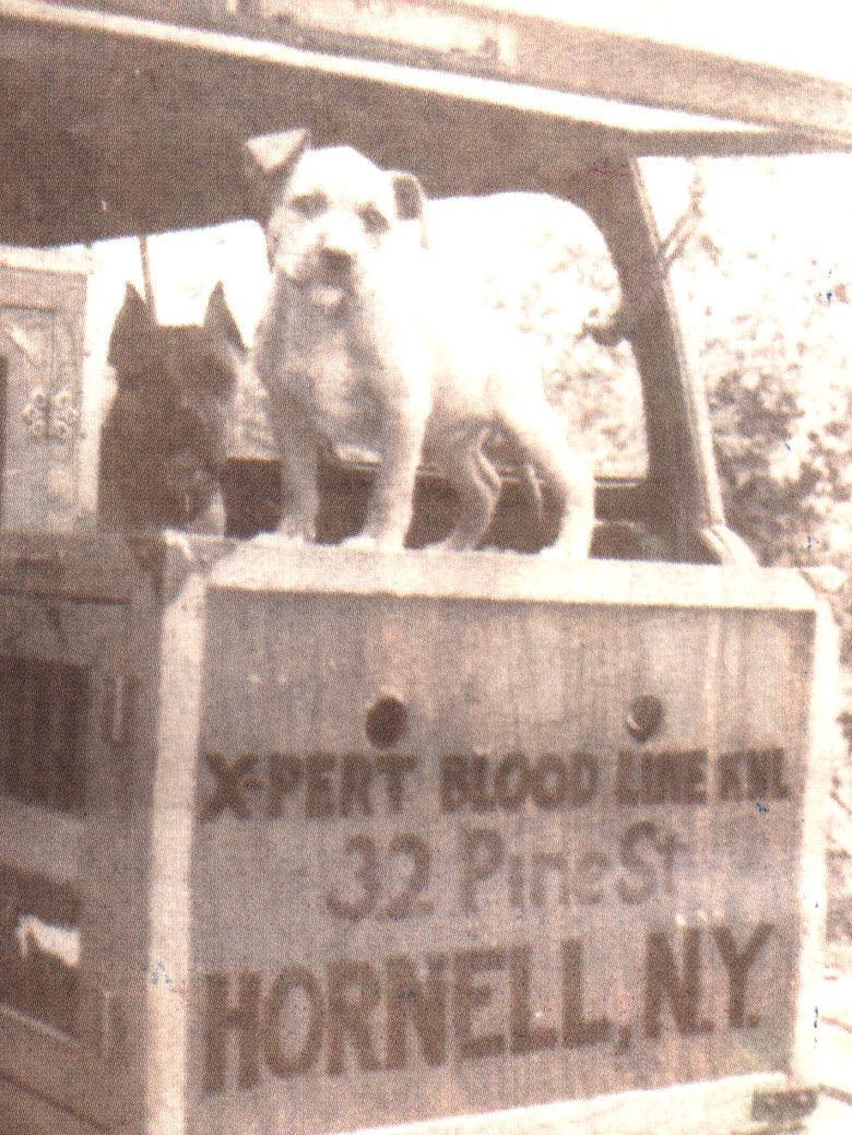 lähtien. 1930-luvun alussa ryhmä rodun kasvattajia pyysi American Kennel Clubia hyväksymään koiransa rekisteriin.