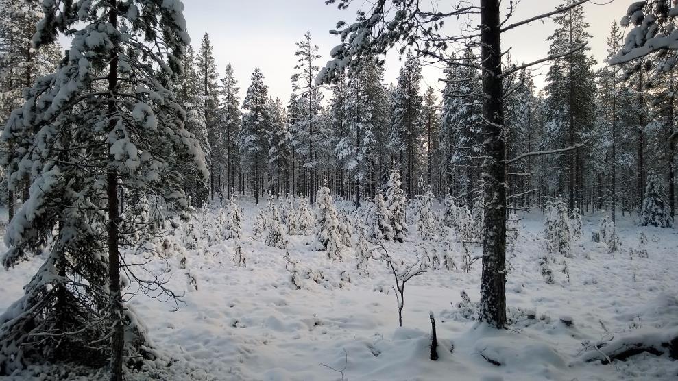 Pienalakasvatus - erirakenteistava hakkuu Kasvatushakkuu, joka tuottaa käsittelyalueelle eri kehitysvaiheissa olevia laikkuja ja mahdollistaa tasaikäisrakenteisen puuston kehittämisen