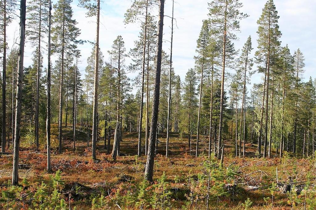 Uudistuskypsien metsiköiden väljennyshakkuut Väljennyshakkuita voidaan tehdä tiheissä, metsänjärjestelysyistä säilytettävissä, uudistuskypsissä metsissä etenkin silloin, kun ne aiotaan uudistaa