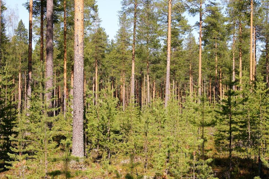 Kaksijaksoisen metsän kasvatus/ ylispuuhakkuut Peitteellistä maisemaa voidaan ylläpitää myös tiheän siemenpuu- tai suojuspuuhakkuun kautta ( 150 /ha), kunhan maltetaan seisottaa ylispuita riittävän