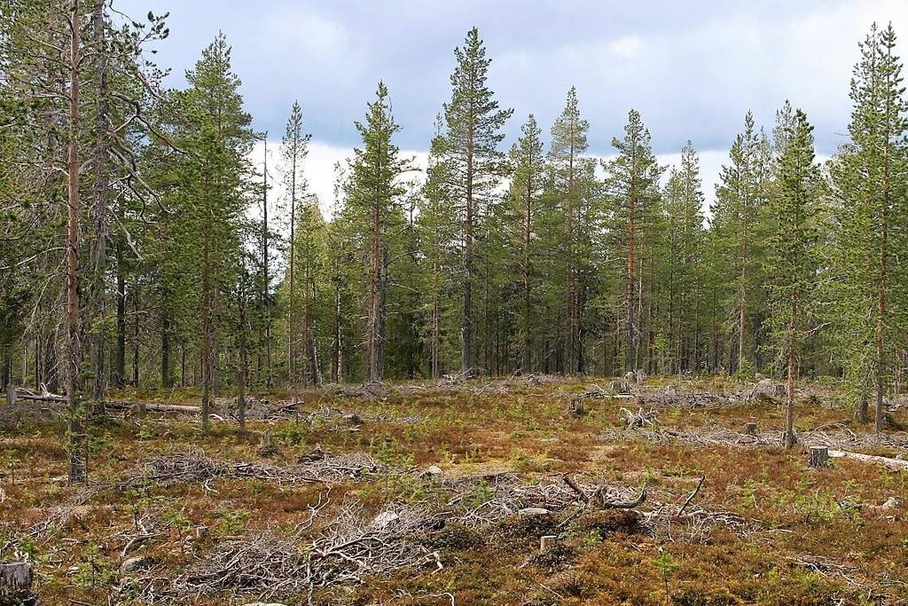 Peitteisen metsänkasvatuksen käyttökohteet Normaalin metsänkäsittelyn kohteet Eri-ikäisrakenteisen metsän kasvatusta voidaan käyttää normaaleissa monikäyttömetsissä kohteissa, joissa menetelmän