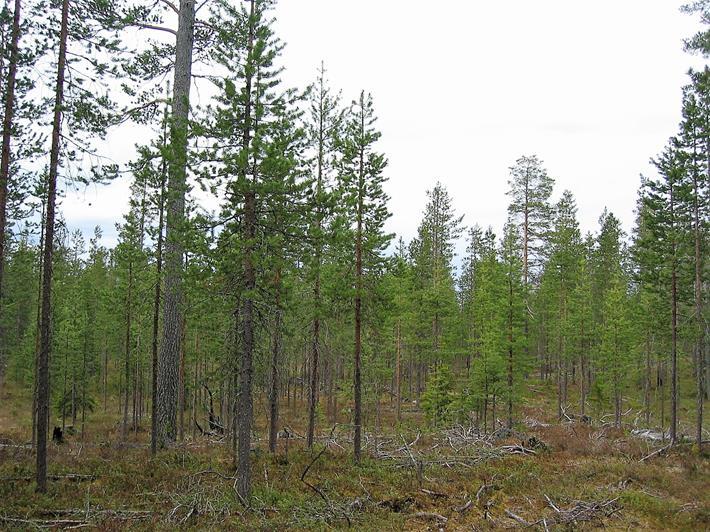 Pienalakasvatus ja poimintahakkuut - erityiskohteet Eri-ikäisrakenteisen metsän kasvatusta voidaan käyttää retkeilyalueilla ja muissa virkistyskäytön erityiskohteissa, kuten virkistys- ja