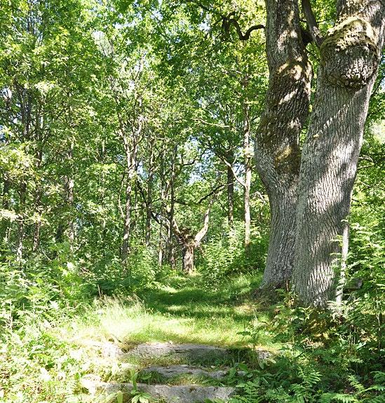 Lähiluonto-opas