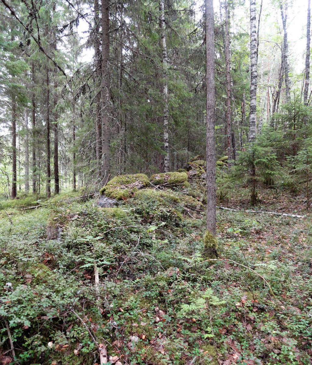 Johdanto Kankaanpäässä Valkiajärven rannalla kiinteistöjen 214-407-1-68 ja 214-407-1-40 luontoarvot selvitettiin kaavamuutoksen tarpeen tähden.