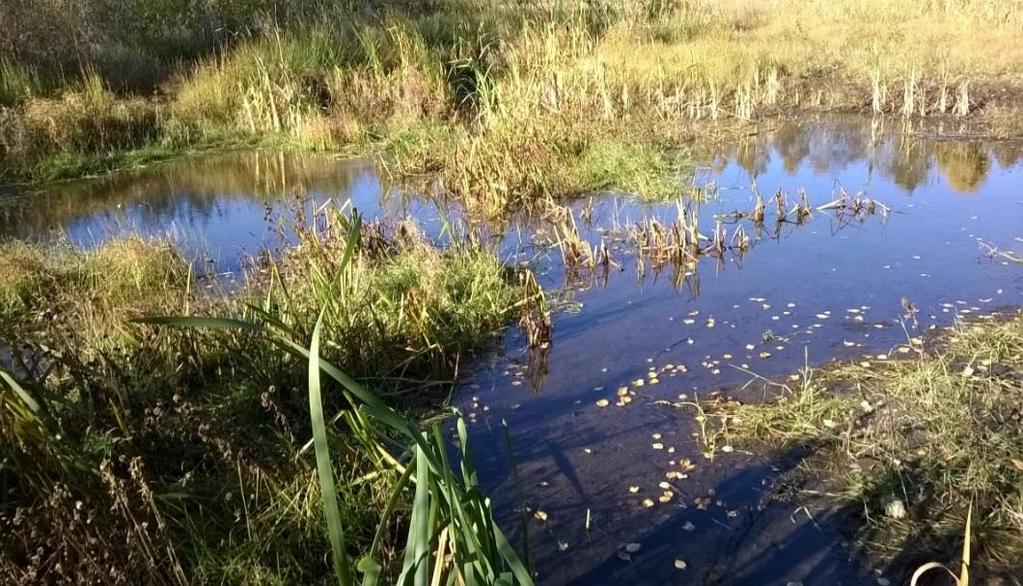 Kosteikot Viivyttävät vettä, puhdistavat ravinteita ja