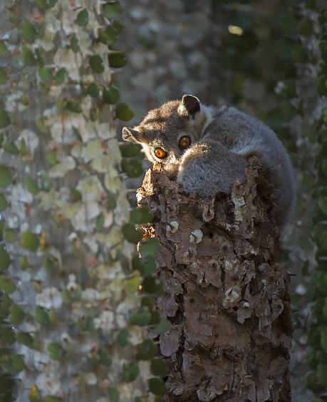 Madagaskarin kiertomatka: kissamakit ja kameleontit Kiehtovien lemurien asuttama Madagaskar on luonnonystävän ihmemaa, joka on edelleen varsin huonosti tunnettu.