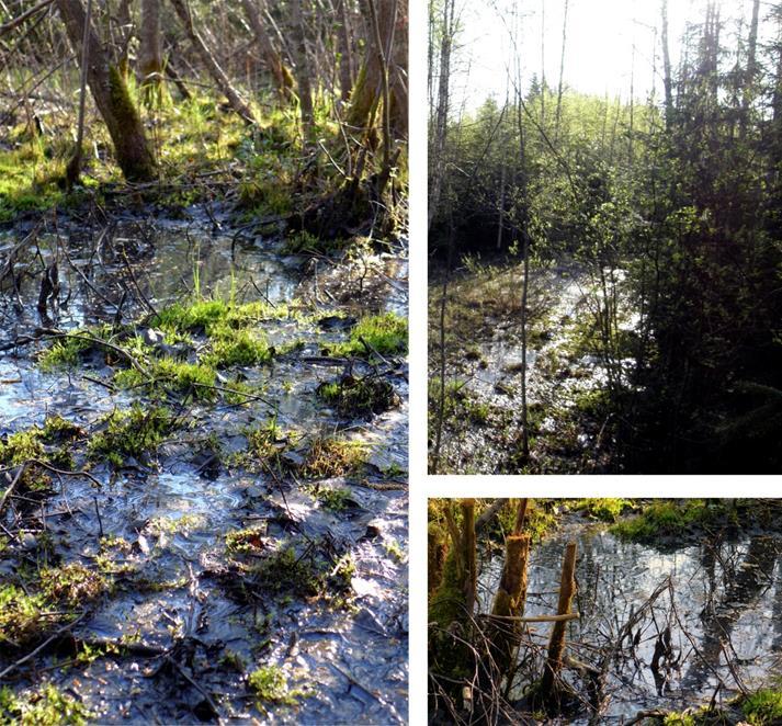 11 Selvitysalueen pohjoisosassa on Lakeassuon turvemaa, jonka ympäristö on luonnontilaista metsää. Lisäksi alueella on muutamia pieniä ojia ja puroja (kuva 10). Kuvassa 9 on esitetty Lakeassuon alue.