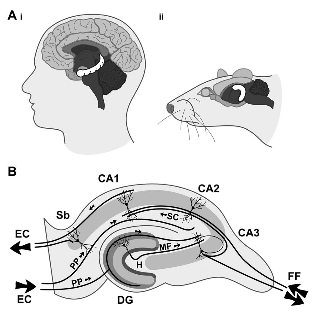 KUVA 1. Hippokampuksen rakenne ja toiminta. (Kuva: Lauri Kantola) 1A. Hippokampus on ohimolohkon rakenne, joka osallistuu muistojen tallentamiseen ja palauttamiseen.