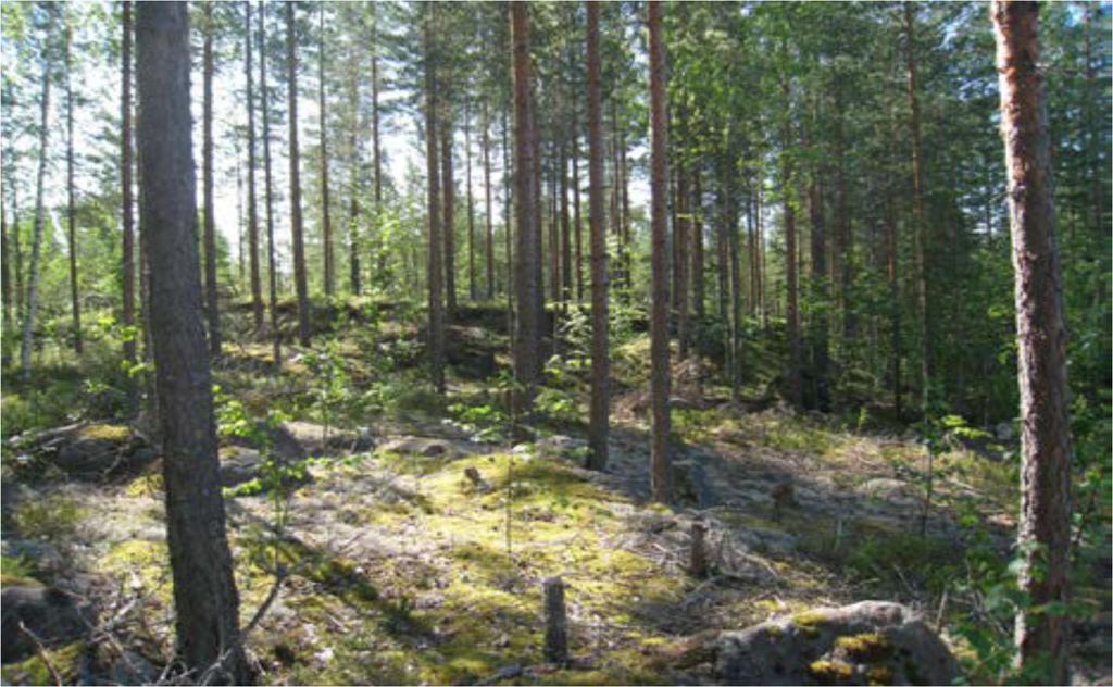 FCG SUUNNITTELU JA TEKNIIKKA OY RAPORTTI 18 Kuva 13. Vanha, luontaisesti metsittynyt maa-ainesten ottoalue (nro 1) Nisulan pohjavesialueella. Pohjavesialuekartta on liitteenä P34216-0985004. 5.