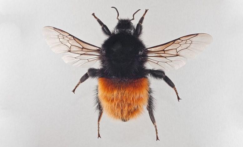 Alppikimalainen (Bombus