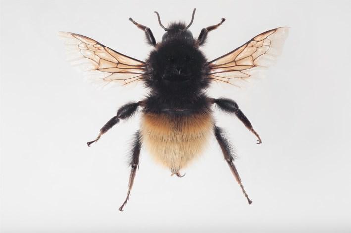 Tunturikimalainen (Bombus