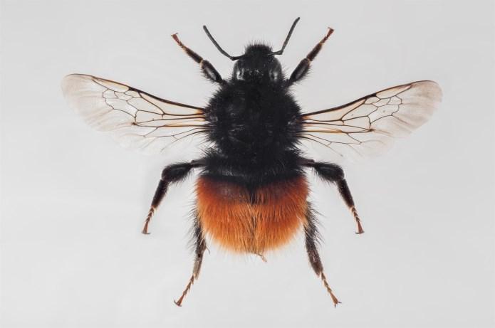 Lapinkimalainen (Bombus