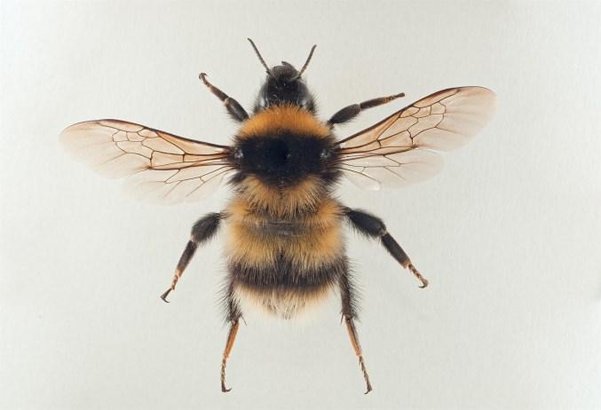 Vuoristokimalainen (Bombus