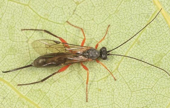 sylvestris Ichneumonidae, Cylloceriinae NT NT vaaksiaiset 1981 Gelis alopecosae Ichneumonidae,