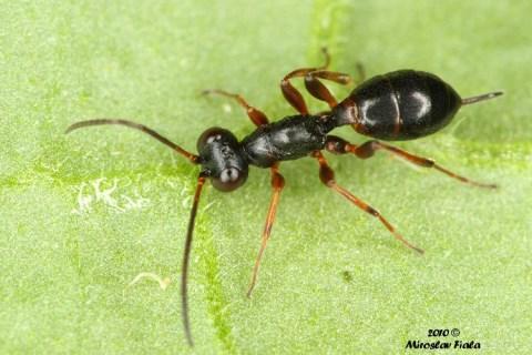 1966 Aclastus borealis Ichneumonidae, Phygadeuontinae NE NT hämähäkit?