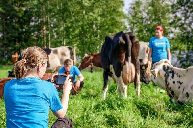 Kuvaa Nautaa pähkinän kuoressa Karjakokojen kasvaessa terveyden ja hyvinvoinnin arviointiin