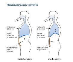 Normaali sisään- ja uloshengitys PALLEA: 80% tilavuusmuutoksesta SISÄÄN-