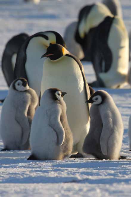 Eteläisen valtameren kasviplanktonin ilmakehään päästämät rikkiyhdisteet yhdessä rannikon pingviinikolonioista pääsevän ammoniakin kanssa synnyttävät uusia hiukkasia.