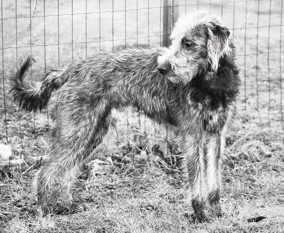 Kun puhdasrotuinen bedlington ja whippet yhdistetään, pennuista tulee aina samannäköisiä karkeakarvaisia koiria, whippetejä peruukissa, kuten harrastajat sanovat.