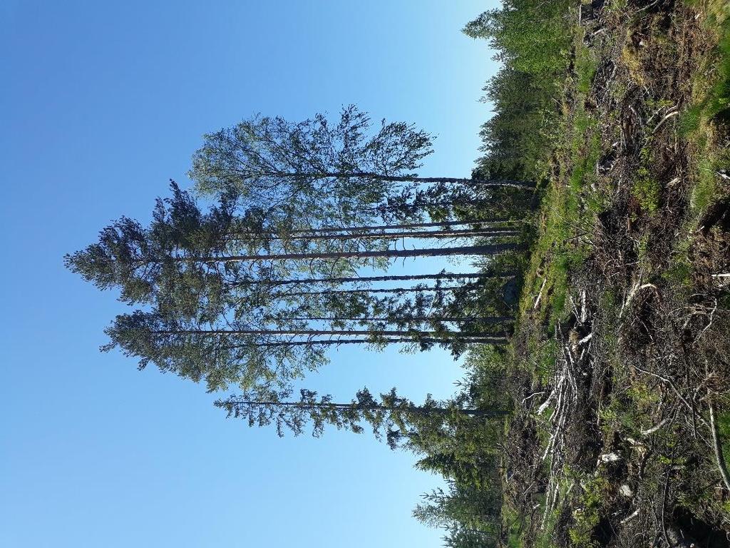 Tiedot löytyvät KMY:n kotisivuilta Metsänhoitoyhdistysten jäsenyyden