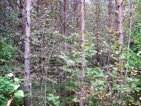 ketjutukseen tullut ensiharvennusleimikko, joka olisi pitänyt raivata hyvissä ajoin ennen sen ketjutusta. Hyvin ennakkoraivattu ensiharvennusmännikkö.