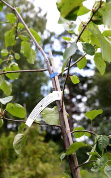 Jos tekisi siiderin vaikkapa pelkästä Antonovkasta, sen saisi juoda posket lommolla, Harri sanoo, ja lisää, että toki nämäkin ovat makuasioita.