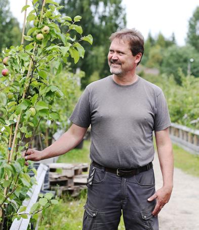 Kastelu edistää juurtumista Istuta omena suotuisalle paikalle Valitse puulle valoisa, tuulensuojaisa paikka, jossa sillä on tarpeeksi tilaa kasvaa lopulliseen kokoonsa.