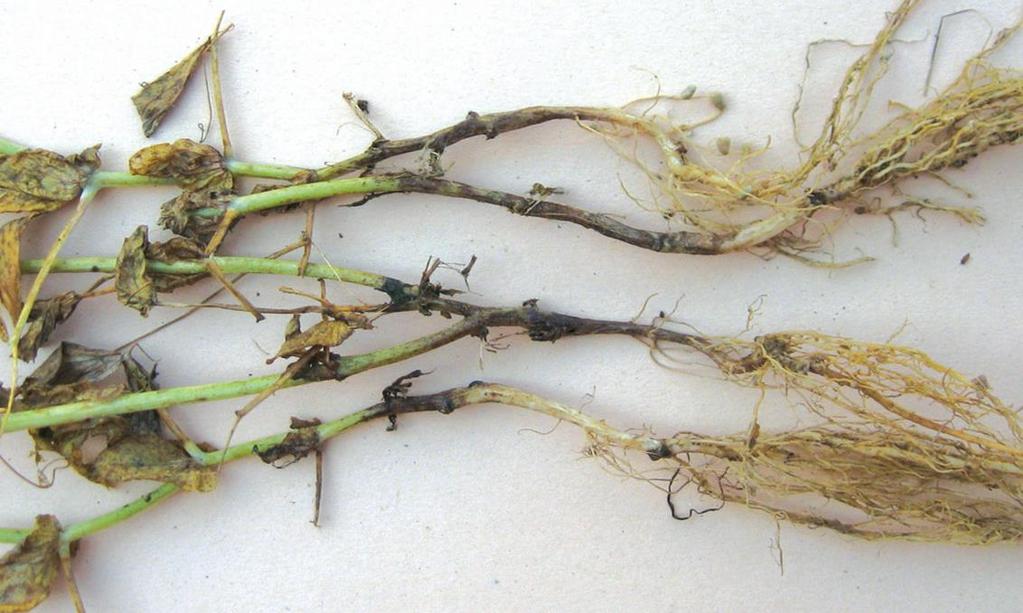Fusarium-sienet Herneellä esiintyvät Fusarium-lajit ovat yleisiä myös viljojen tyvitautien aiheuttajina.