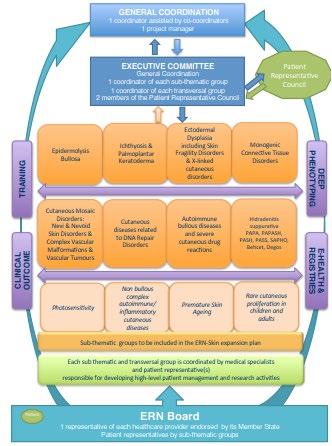 ERN-SKIN ORGANISAATIO ALARYHMÄ 1 Epidermolysis bullosa + 2 Iktyoosit ja palmoplantaarinen keratoderma + 3 Ektodermaaliset dysplasiat 4 Ihon mosaikistiset