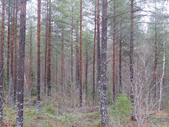 eteläreunalla, ojitettua rämettä.