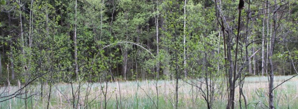 Pohjakerroksessa kasvaa seinä-, metsäkerros- ja kangaskynsisammal sekä paikoin