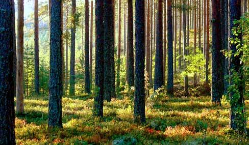 Metsänhoito on ekoteko, sillä kasvaessaan metsä sitoo ilmasta hiiltä ja näin hillitsee ilmaston lämpenemistä. METSÄN KIERTOAIKA TAIMESTA TUKKIPUUKSI Metsän keskimääräinen kiertoaika on 60 80 vuotta.