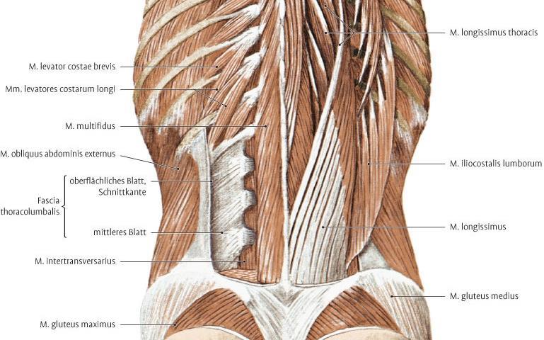 13 Kuvio 6. Selän syviä lihaksia takaa katsottuna (Anatomiakuvasto N.d.). Taulukko 2.