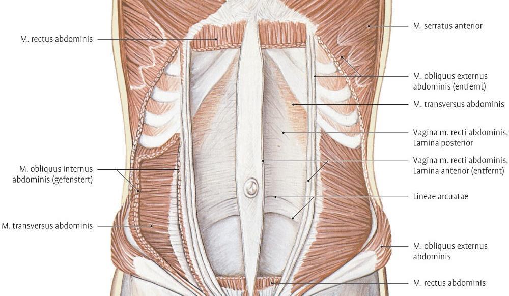 14 Kuvio 7. Vatsan syvät lihakset (Anatomiakuvasto N.d.). Tanssin aktiivisen liikehallinnan kannalta keskeisenä esille nousee syvä poikittainen vatsalihas, musculus transversus abdominis.
