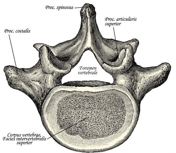 2005, 16.) 2.1.1 Luiset rakenteet ja nivelet Keskeinen vartaloa passiivisesti tukeva rakenne on selkäranka.