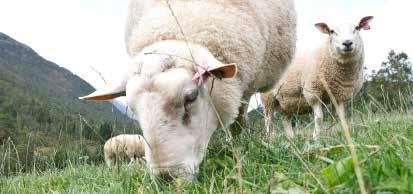 Fence energizer Fencing for horses does not normally require a high-power energizer Short electric fences: DeLaval 10M, 30M, E2B, E8BM Medium and long electric fences: DeLaval 20M, E60M, ESE4B,