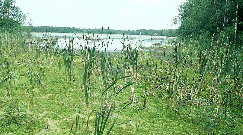 1 Maankäyttö- ja rakennuslain 7 :n mukaisesti kunnan tulee vähintään kerran vuodessa laatia katsaus maakunnan liitossa ja kunnassa vireillä olevista ja lähiaikoina vireille tulevista kaava-asioista,