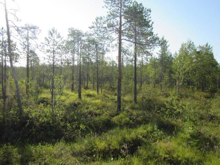 FCG Finnish Consulting Group Oy Kaavaselostus 23 Pallosararämettä selvitysalueen itäosassa (kuva: Ella Kilpeläinen, Linnakankaan luontoselvitys, Pöyry 2018).