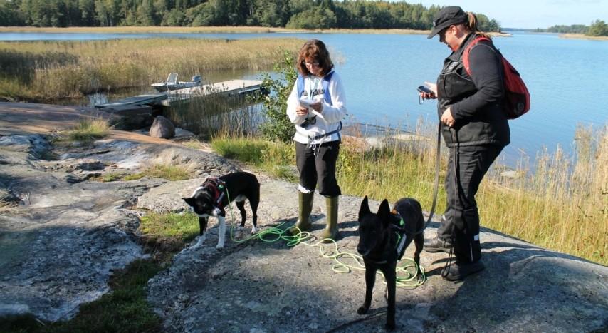 ihmisiä ja muita koiria kohtaan, ja koulutettavissa