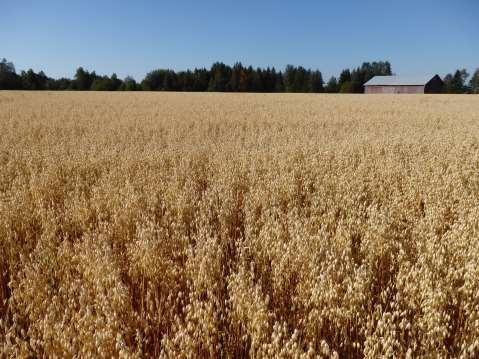 Monivuotinen - katkaisee muiden kasvien tautiketjun. - on hyödyksi mikrobielämälle maaperässä.