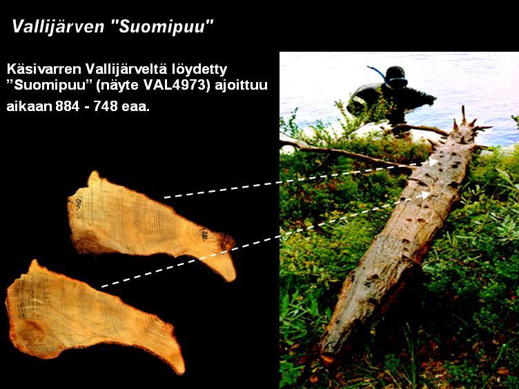 II VALLIJÄRVEN SUOMIPUU Kuva 3. Suomen karttaa muistuttava Vallijärven Suomipuu (näyte VAL4973) ajoittuu vuosiin 884 748 eaa.
