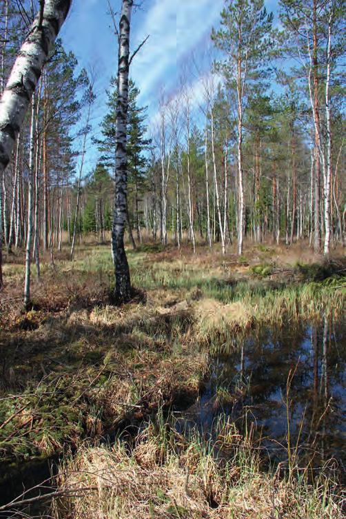 RIIHIMÄEN SIPILÄNTIEN SUUNNITTELUALUEEN LUONTO- ARVOJEN