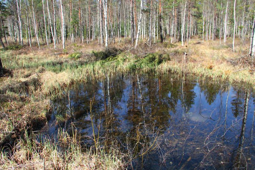 Talvehtiminen Etelä-Suomessa viitasammakko hakeutuu horrokseen syys-lokakuussa ja herää huhtikuun tienoilla. Pohjoisempana horrosaika on pidempi.