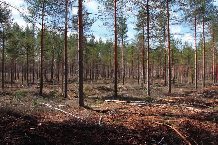 4. Tulokset 4.1 Lohkojen yleiskuvaus Lohko 1 Lohko käsittää Sipiläntiehen rajautuvan hyvin monotonisen suunnittelualueen eteläosan sekä Sipiläntien varressa sijaitsevan pienen varastokenttäalueen.