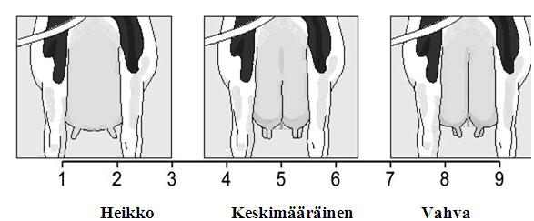 Jos utarekudoksen alkamiskohta on erittäin paljon ylempänä, takakiinnitys on erittäin lyhyt, ja annetaan pistearvo 9.