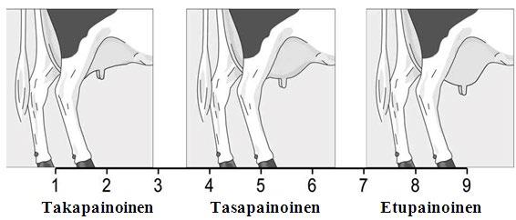 Utareen muoto Mu (Udder depth) Utareen muotoa arvostellaan vertaamalla utareen pohjan alimman kohdan sijoittumista kintereeseen nähden. Luokkaväli on 3 cm, myös kintereen alapuolella.