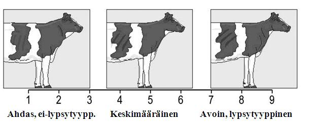 Rinnan leveys Rl (Chest width) Kapea Keskimääräinen Leveä Rinnan leveyttä arvostellaan takaviistosta katsomalla etujalkojen välistä etäisyyttä rintakehän alapuolelta sekä rintakehän ja lapojen