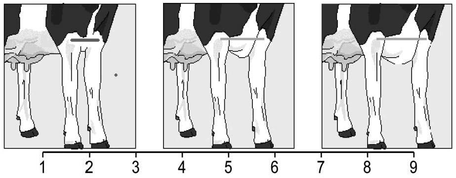 Lehmä, jolla on litteä rintakehä, heikot lavat sekä etujalat lähellä toisiaan, saa pistearvon 1.