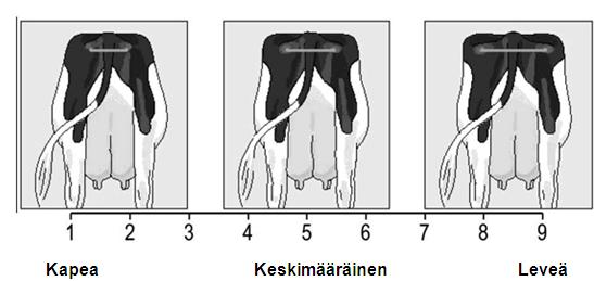 Lantion leveys Ll (Rump width) Lantion leveyttä mitataan istuinluiden uloimpien kohtien etäisyytenä toisistaan.